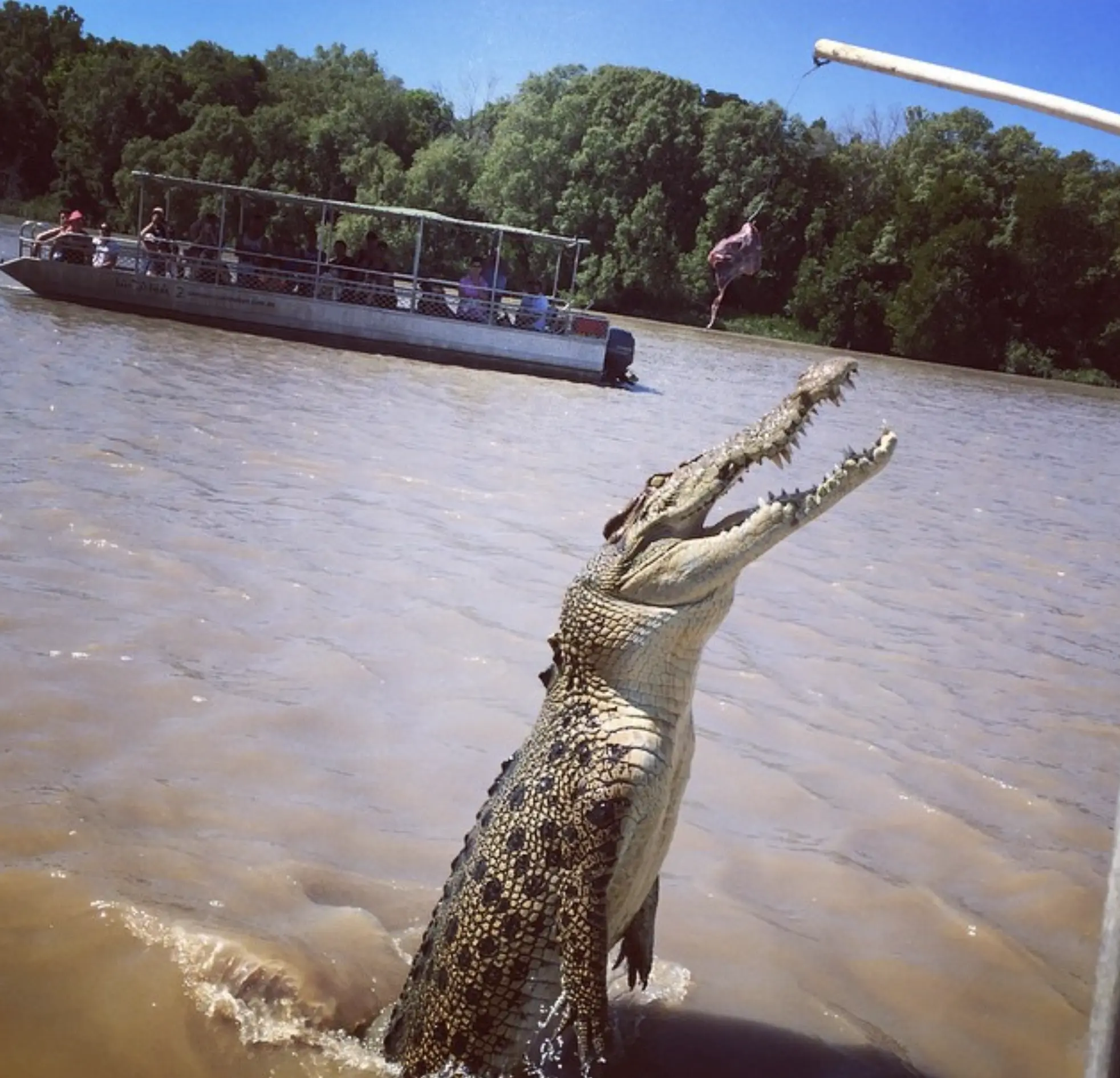 Adelaide River Crocodiles