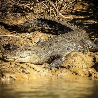 Best time to see crocodiles