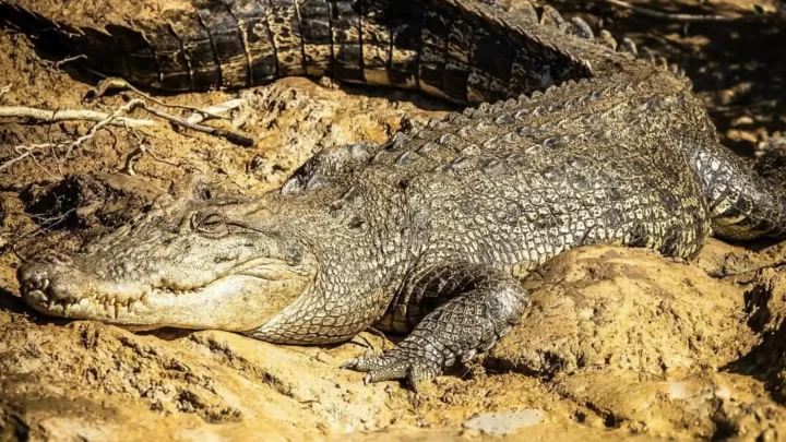 Best time to see crocodiles