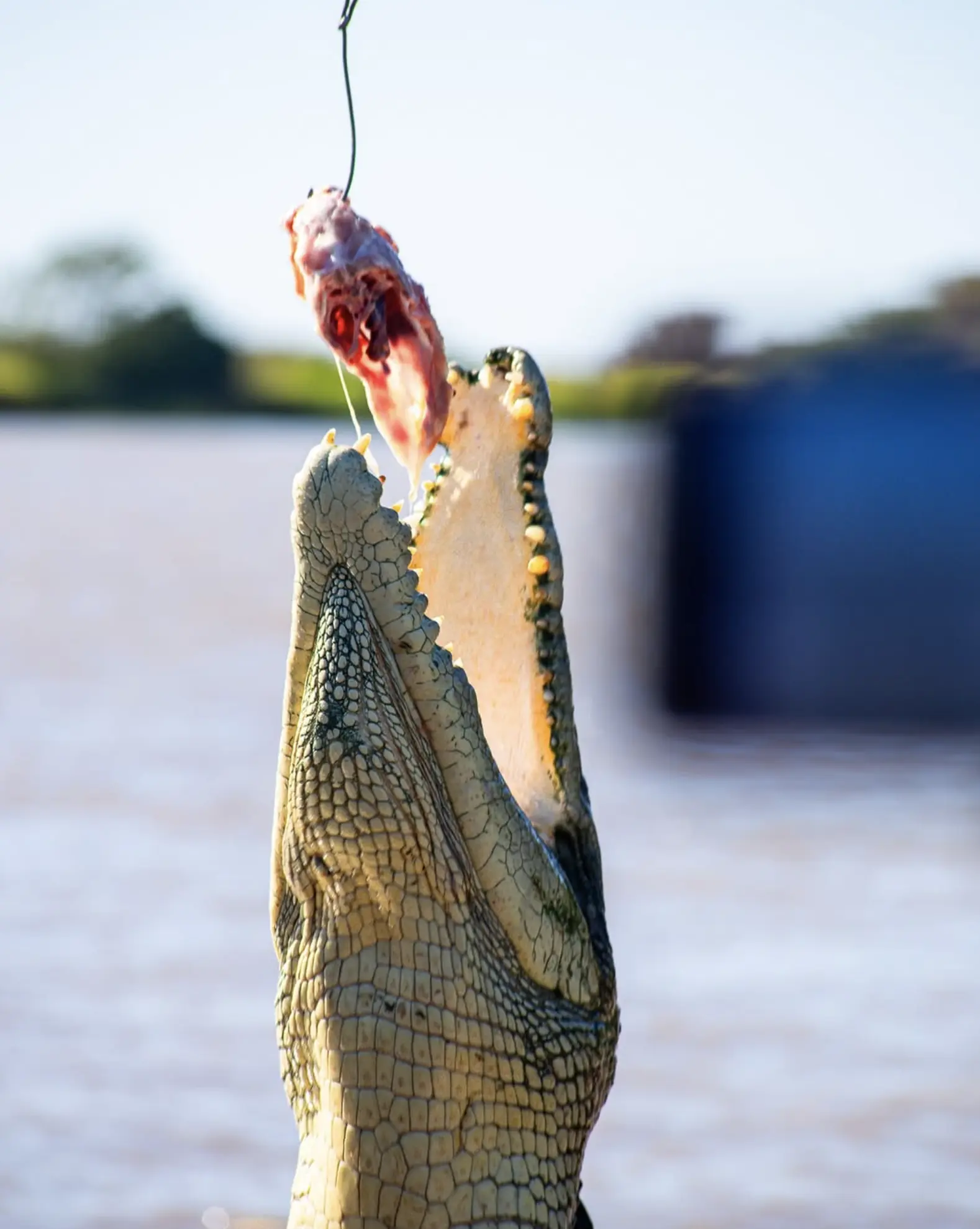 Jumping Crocodile Cruises