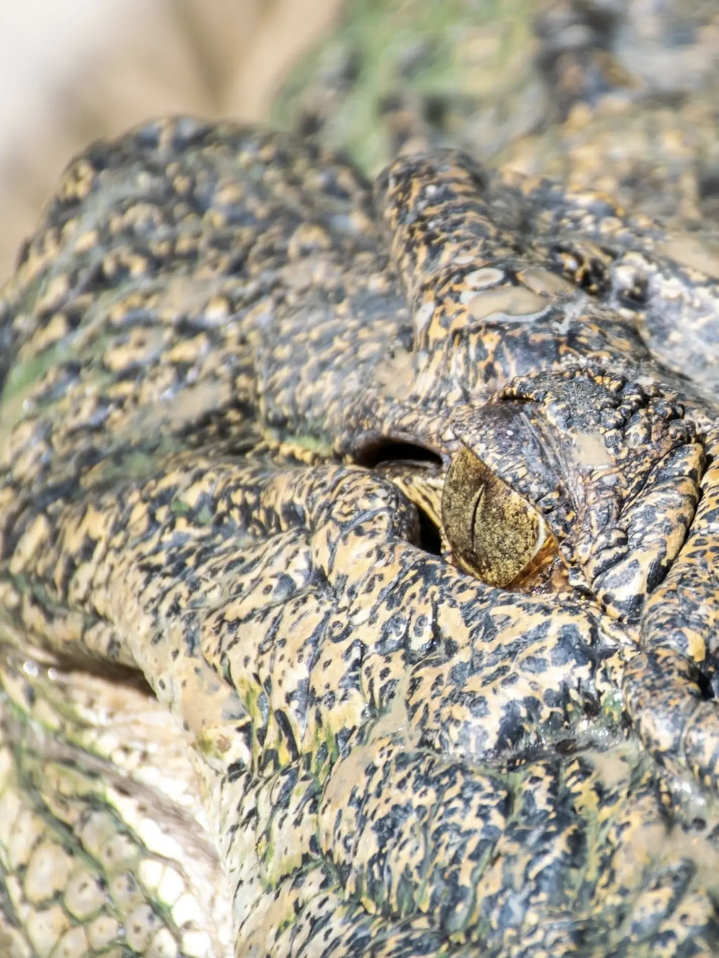 Kakadu National Park Crocodiles