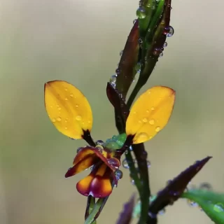 Pinnacles Desert Flora