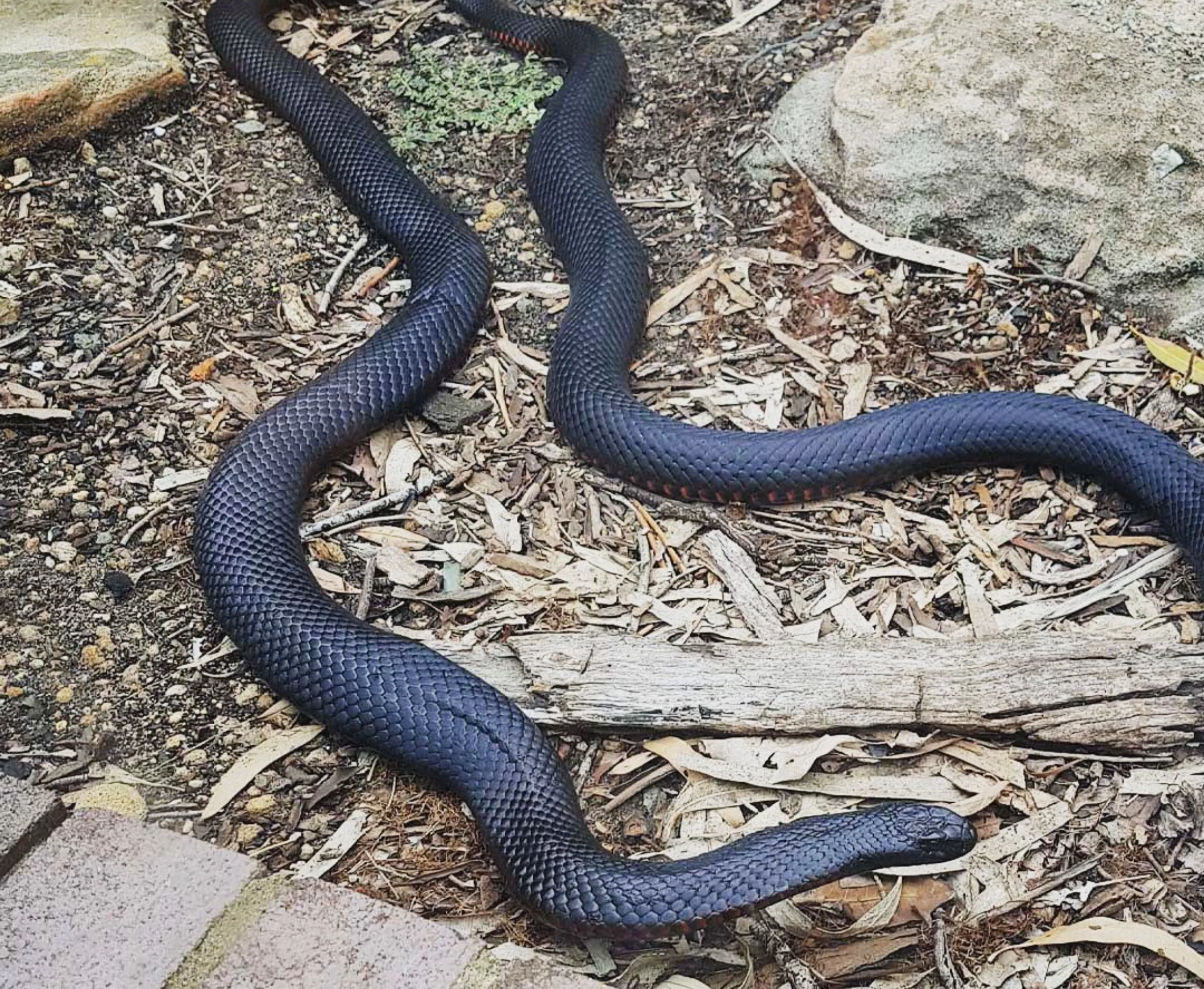 Red-bellied black snakes