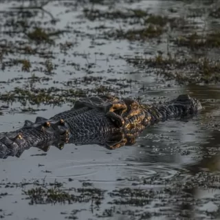 Reptiles in Kakadu National Park