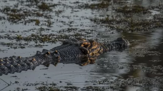 Reptiles in Kakadu National Park