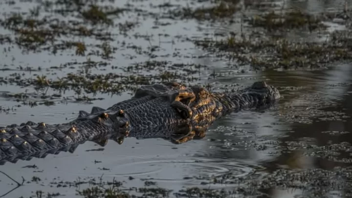 Reptiles in Kakadu National Park
