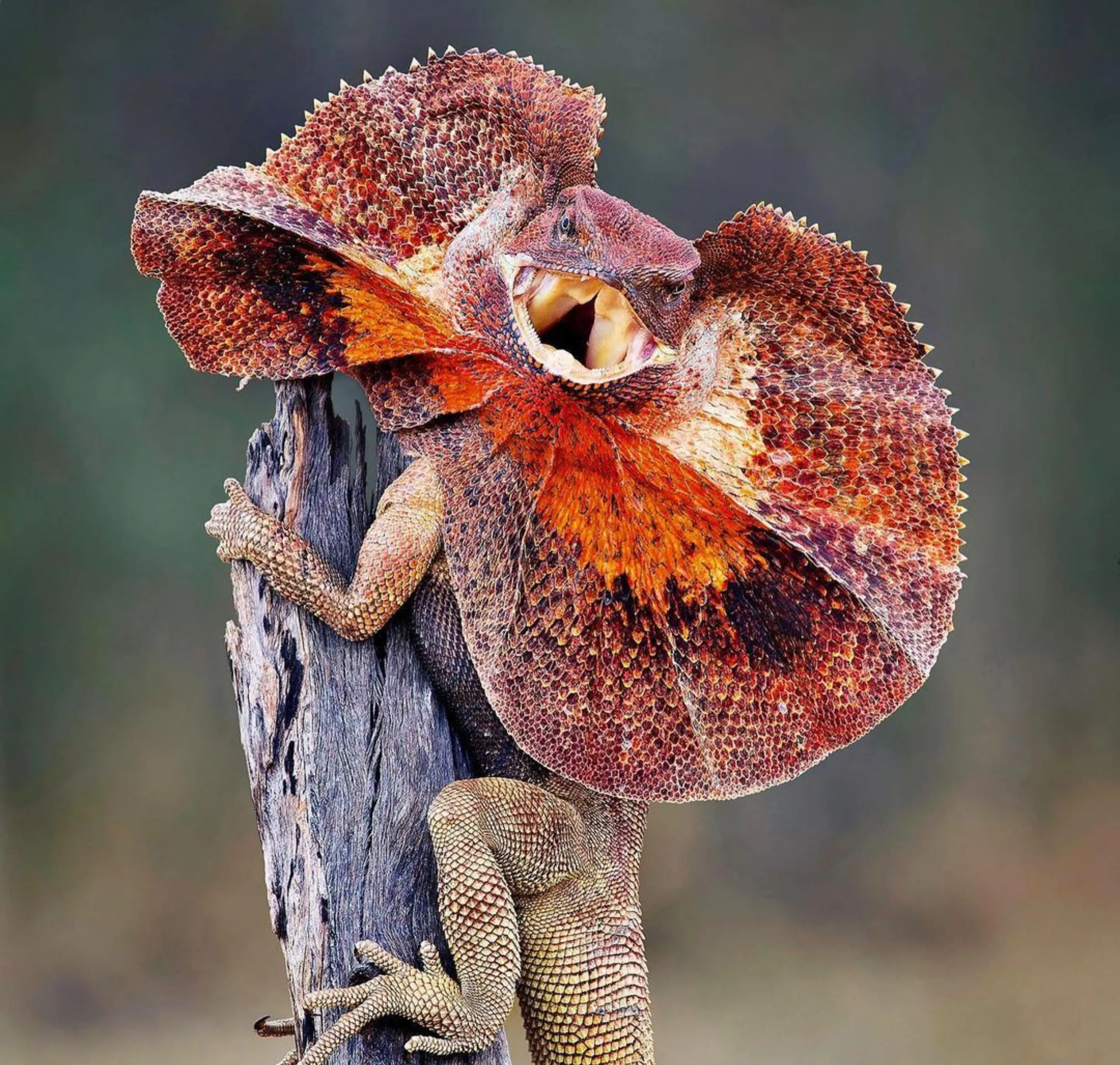 dragon lizards