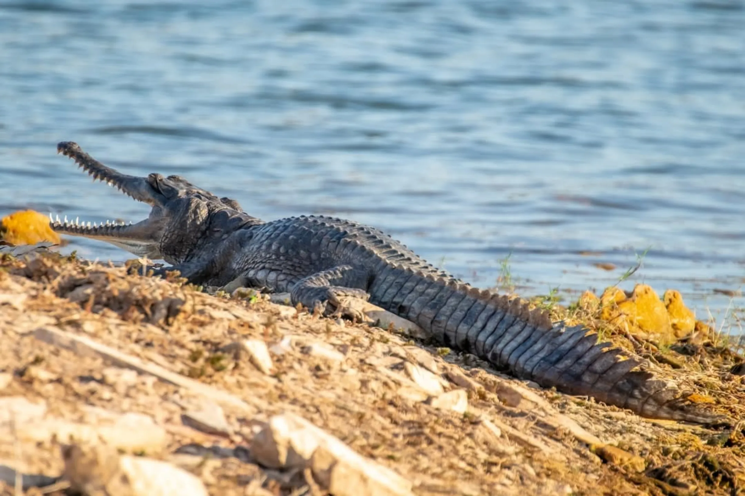freshwater crocodiles