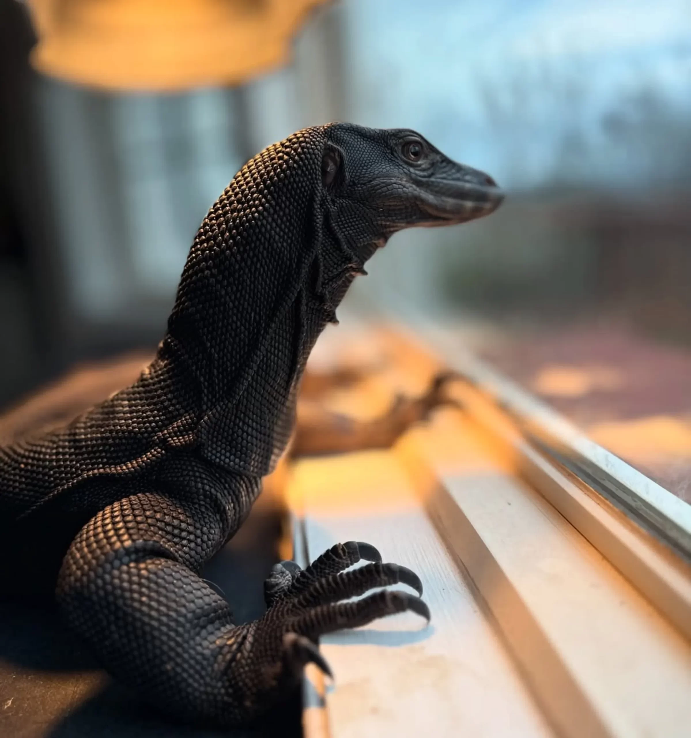 goanna species